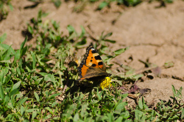 Small tortoiseshell, beautiful butterfly in summer