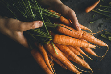 Fresh Organic Nantes Carrots on Dark Background - 274435535