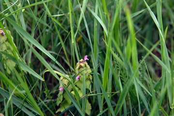 Flower in grass