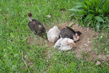 chicken