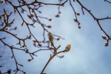Nature