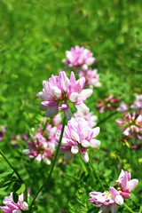 Obraz na płótnie Canvas close-up of a pink wildflower