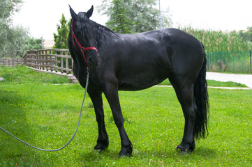 Black Friesian Horse