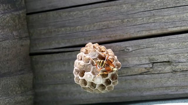巣を形成するアシナガバチの女王蜂