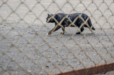 Close-up of a black cat through a metal fence mesh walking along a concrete site on a sunny day