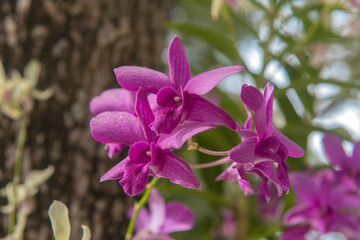 purple orchids on tree