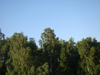 View of the Birch Forest, background, clear blue sky. 
