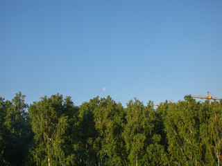 View of the Birch Forest, background, clear blue sky.