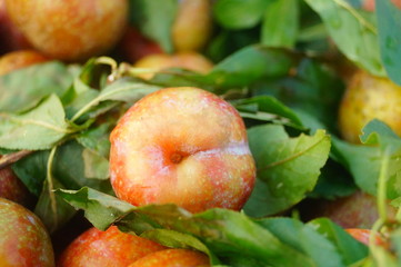 Fruit plums