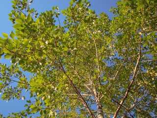 Top of the tree -  trunk, green branches and birch leaves. The background is a clear blue sky.