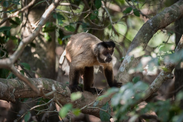 Brown striped tufted capuchin monkey,Pantanal,Brazil