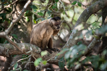 Brown striped tufted capuchin monkey,Pantanal,Brazil