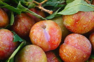 Fruit plums