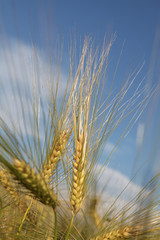 Fototapeta premium two golden spikelets of wheat against the sky