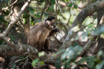 Brown striped tufted capuchin monkey,Pantanal,Brazil