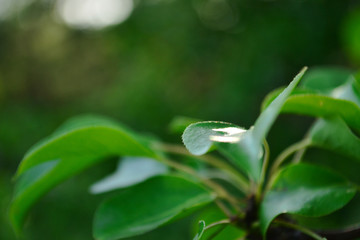 Natural summer green blurred leaf background, for text