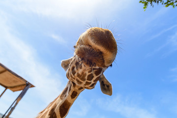 Giraffe head close up, bottom view