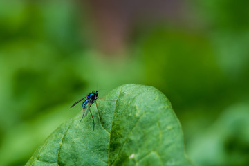 Naklejka premium Metallic Blue Long-Legged Fly on a Spinach Leaf