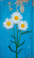 Obraz premium daisy flower on old wooden background. background and texture