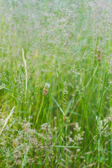 flowering grass closeup
