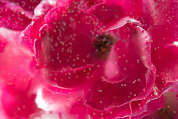 red rose flower in water with bubbles behind glass