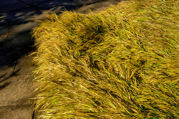 Long grass by a a patio on a sunny day at the end of a English summer