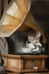 Little striped kitten sitting on the gramophone