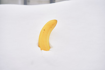 ripe banana in the snow in the city