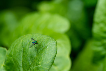 Metallic Blue Long-Legged Fly on a Spinach Leaf