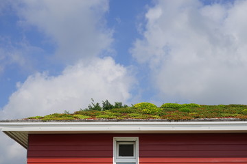Rotes Holzhaus mit grün bewachsenem Dach bei Sonnenschein mit blauem Himmel und Wolken in...