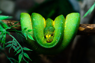 green snake hanging on a tree branch close up