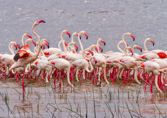 Obraz premium Pink Lesser flamingoes flamingos (Phoeniconaias minor / Phoenicoparrus / Phoenicopteridae), group close together with necks and heads up. Lake Nakuru National Park Kenya East Africa