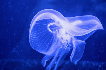 Jellyfish