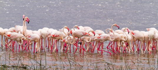 Naklejka premium Pink Lesser flamingoes flamingos Phoenicoparrus Lake Nakuru National Park Kenya East Africa