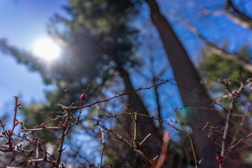 Nature