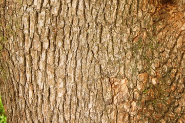 自然の植物を使った背景素材