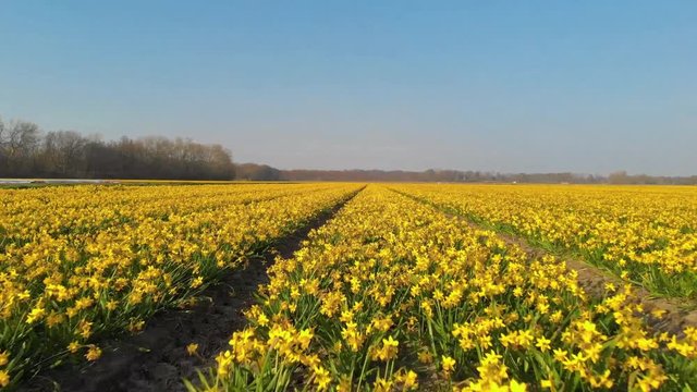 flower fields during spring in the Netherlands, bulb region Holland, daffodil flowers and tulips