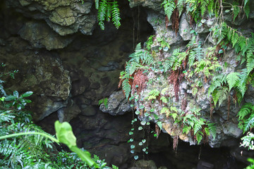【沖縄県 日本の観光名所】ガンガラーの谷のイナグ洞