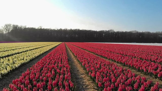 flower fields during spring in the Netherlands, bulb region Holland, daffodil flowers and tulips