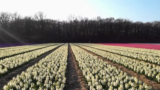 flower fields during spring in the Netherlands, bulb region Holland, daffodil flowers and tulips