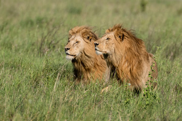 Panthera leo Big lion lying on savannah grass. Landscape with characteristic trees on the plain and hills in the background