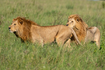 Panthera leo Big lion lying on savannah grass. Landscape with characteristic trees on the plain and hills in the background
