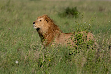 Panthera leo Big lion lying on savannah grass. Landscape with characteristic trees on the plain and hills in the background