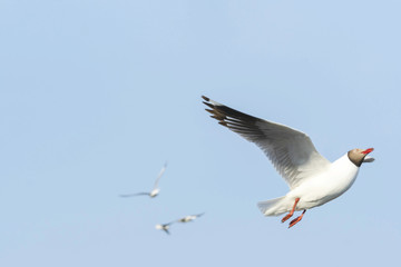 Seagull bird flying on sky nature background. Close up view of bird seagull flying in sky at Bangboo Samut Prakan Thailand.