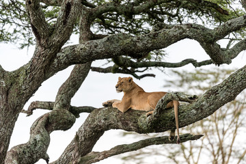 Panthera leo Big lion lying on savannah grass. Landscape with characteristic trees on the plain and hills in the background