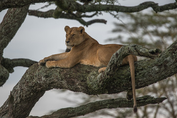 Panthera leo Big lion lying on savannah grass. Landscape with characteristic trees on the plain and hills in the background