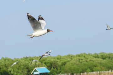 Seagull bird flying on sky nature background. Close up view of bird seagull flying in sky at Bangboo Samut Prakan Thailand.