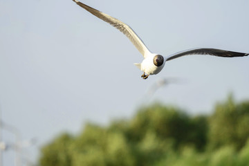 Seagull bird flying on nature background. Close up view of bird seagull flying in sky at Bangboo Samut Prakan Thailand.