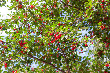 cherry tree branch. ripe red berries of fruit tree.