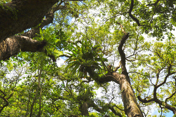 【沖縄県 日本の観光名所】ガンガラーの谷